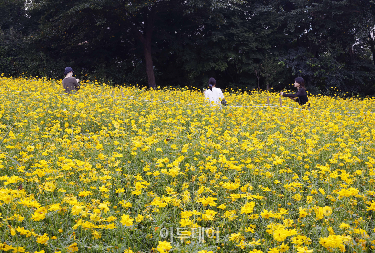 ▲10일 서울 송파구 올림픽공원 들꽃마루를 찾은 시민들이 만개한 황하 코스모스 군락에서 즐거운 시간을 보내고 있다. 기상청은 이날 내륙을 중심으로 낮과 밤의 기온 차가 15도 내외로 커 건강관리에 유의할 것을 당부했다. 이날 서울 최저기온은 20도, 최고기온은 30도를 나타냈다. 조현호 기자 hyunho@