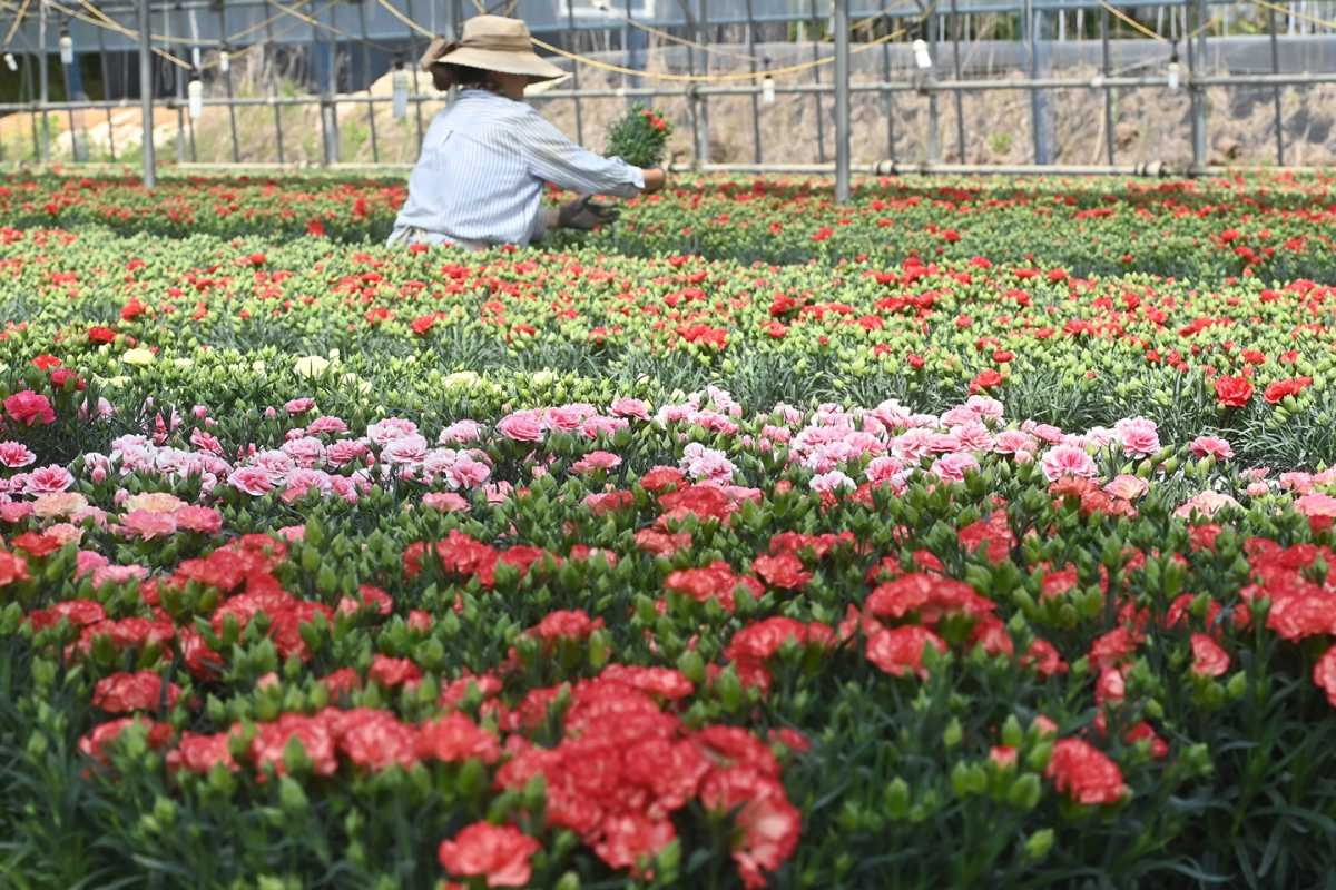 ▲경기도 수원시 권선구 한 화훼농가에서 관계자들이 카네이션 출하를 준비하고 있다. (뉴시스)