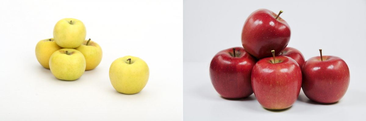 ▲우리사과 품종인 골든볼(왼쪽)과 컬러플. (자료제공=농촌진흥청)