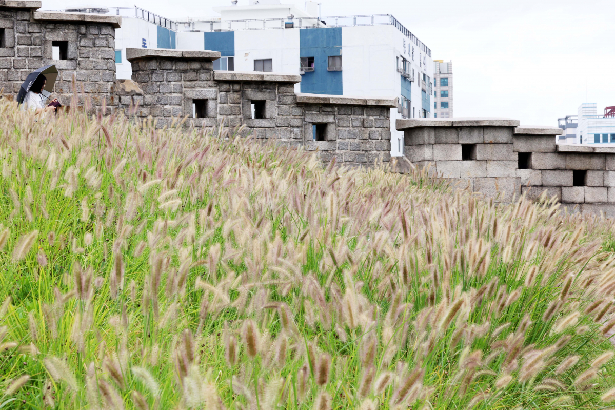 ▲전국에 가을비가 내린 15일 서울 종로구 흥인지문공원에 피어난 수크령 곁으로 우산을 쓴 시민들이 발걸음을 옮기고 있다. 신태현 기자 holjjak@
