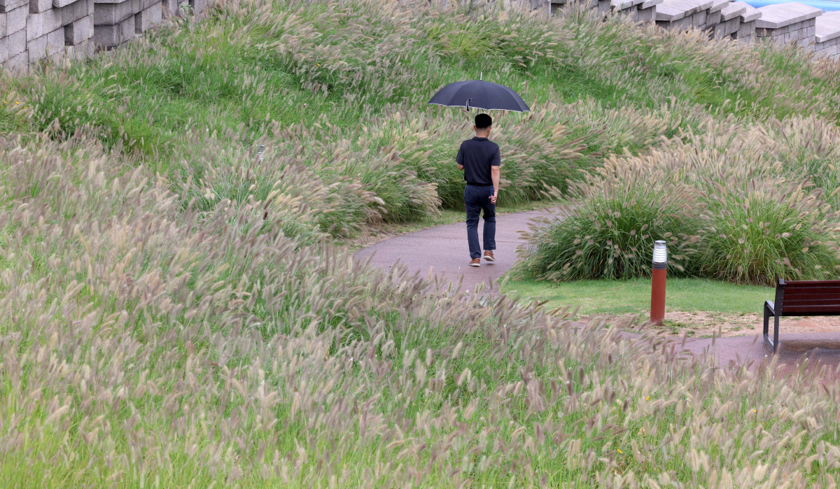 ▲전국에 가을비가 내린 15일 서울 종로구 흥인지문공원에 피어난 수크령 곁으로 우산을 쓴 시민들이 발걸음을 옮기고 있다. 신태현 기자 holjjak@