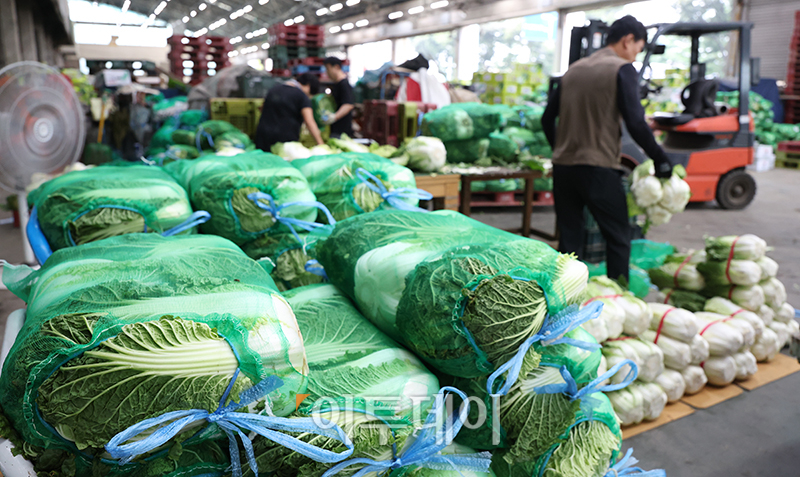 ▲20일 경기도 부천 삼산농산물 도매시장에서 상인들이 배추를 다듬고 있다. 고이란 기자 photoeran@