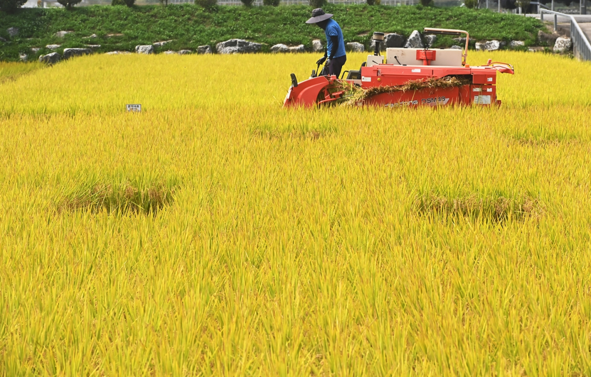 ▲경기도 화성시 경기도농업기술원에서 관계자가 연구용 벼를 수확하고 있다. (뉴시스)