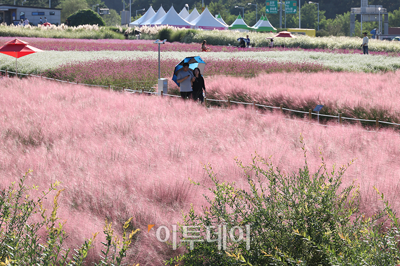 ▲2023 양주 천만송이 천일홍 축제가 열린 22일 경기도 양주 나리공원에서 나들이객들이 가을을 만끽하고 있다. 24일까지 열리는 이번 행사에는 '9월, 변치 않은 사랑을 만나다!'라는 부제로 천일홍, 핑크뮬리, 댑싸리, 구절초, 코스모스 등 다채로운 가을꽃을 만날 수 있다. 고이란 기자 photoeran@