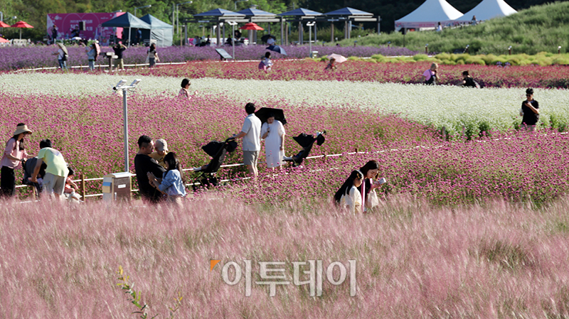 ▲2023 양주 천만송이 천일홍 축제가 열린 22일 경기도 양주 나리공원에서 나들이객들이 가을을 만끽하고 있다. 24일까지 열리는 이번 행사에는 '9월, 변치 않은 사랑을 만나다!'라는 부제로 천일홍, 핑크뮬리, 댑싸리, 구절초, 코스모스 등 다채로운 가을꽃을 만날 수 있다. 고이란 기자 photoeran@