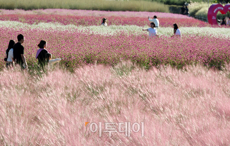 ▲2023 양주 천만송이 천일홍 축제가 열린 22일 경기도 양주 나리공원에서 나들이객들이 가을을 만끽하고 있다. 24일까지 열리는 이번 행사에는 '9월, 변치 않은 사랑을 만나다!'라는 부제로 천일홍, 핑크뮬리, 댑싸리, 구절초, 코스모스 등 다채로운 가을꽃을 만날 수 있다. 고이란 기자 photoeran@