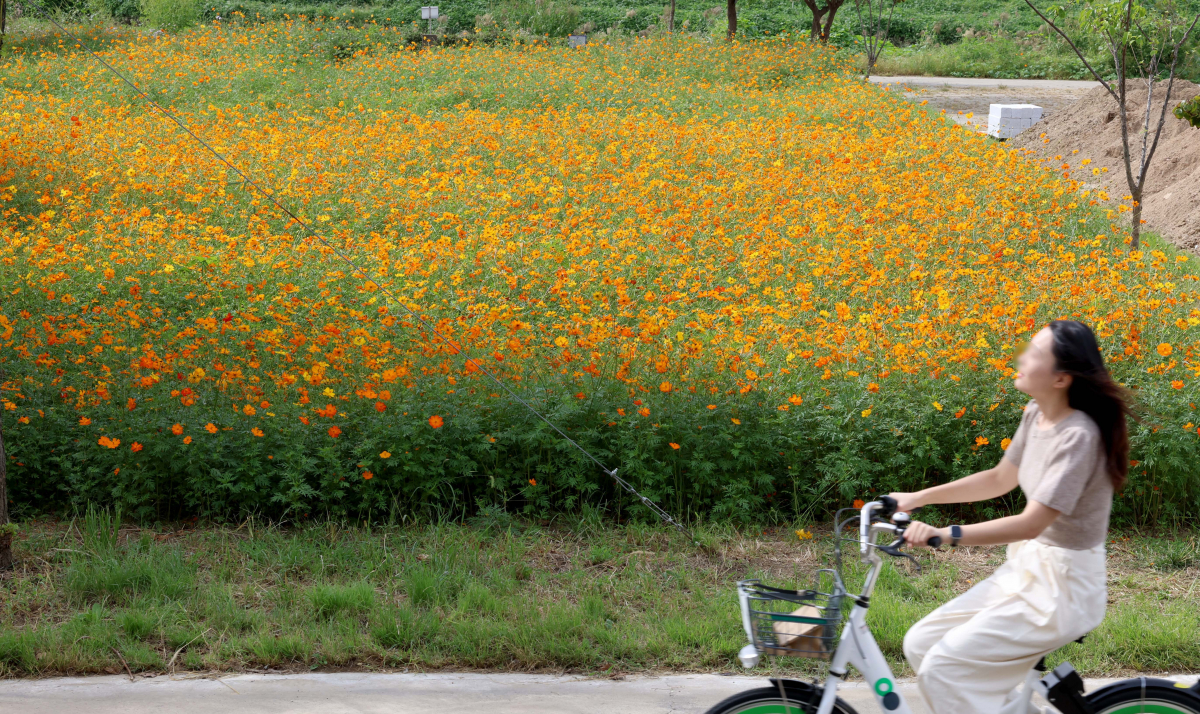 ▲전국이 화창한 날씨를 보인 24일 서울 안양천변에 피어난 황화코스모스가 초가을의 정취를 전하고 있다. 신태현 기자 holjjak@