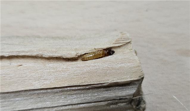 ▲목재 내부에서 발견된 흰개미 (사)