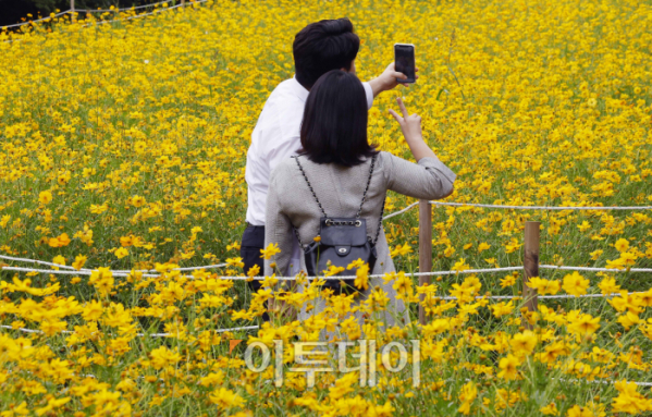 ▲10일 서울 송파구 올림픽공원 들꽃마루를 찾은 시민들이 만개한 황하 코스모스 군락에서 즐거운 시간을 보내고 있다. 기상청은 이날 내륙을 중심으로 낮과 밤의 기온 차가 15도 내외로 커 건강관리에 유의할 것을 당부했다. 이날 서울 최저기온은 20도, 최고기온은 30도를 나타냈다. 조현호 기자 hyunho@