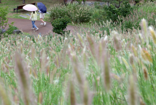 ▲전국에 가을비가 내린 15일 서울 종로구 흥인지문공원에 피어난 수크령 곁으로 우산을 쓴 시민들이 발걸음을 옮기고 있다. 신태현 기자 holjjak@