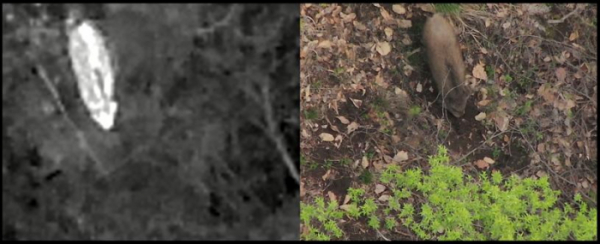 ▲드론이 열화상 카메라(좌측)와 RGB 카메라로 동시에 촬영한 멧돼지 사진 (사진제공=환경부)