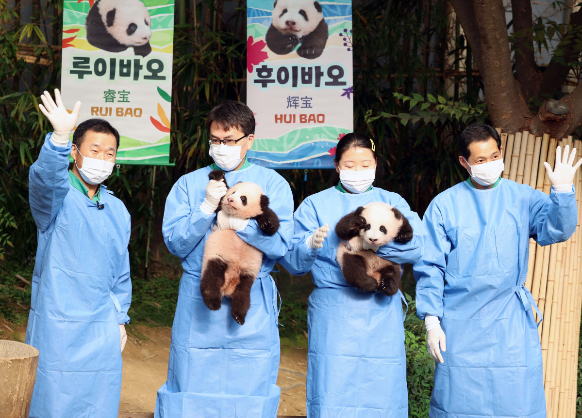 ▲12일 경기 용인시 에버랜드 판다월드에서 국내 첫 쌍둥이 아기 판다 ‘루이바오’와 ‘후이바오’가 공개되고 있다. 판다월드에선 2020년 출생한 푸바오에 이어, 올해 7월 7일 아빠 러바오와 엄마 아이바오 사이에서 자이언트 판다 루이바오와 후이바오가 자연 번식으로 태어났다. 에버랜드는 쌍둥이들이 엄마를 따라 안정적으로 활동할 수 있을 정도로 성장하는 내년 초, 외부 환경 적응 과정 등을 거쳐 일반 공개를 검토하고 있다. 신태현 기자 holjjak@
