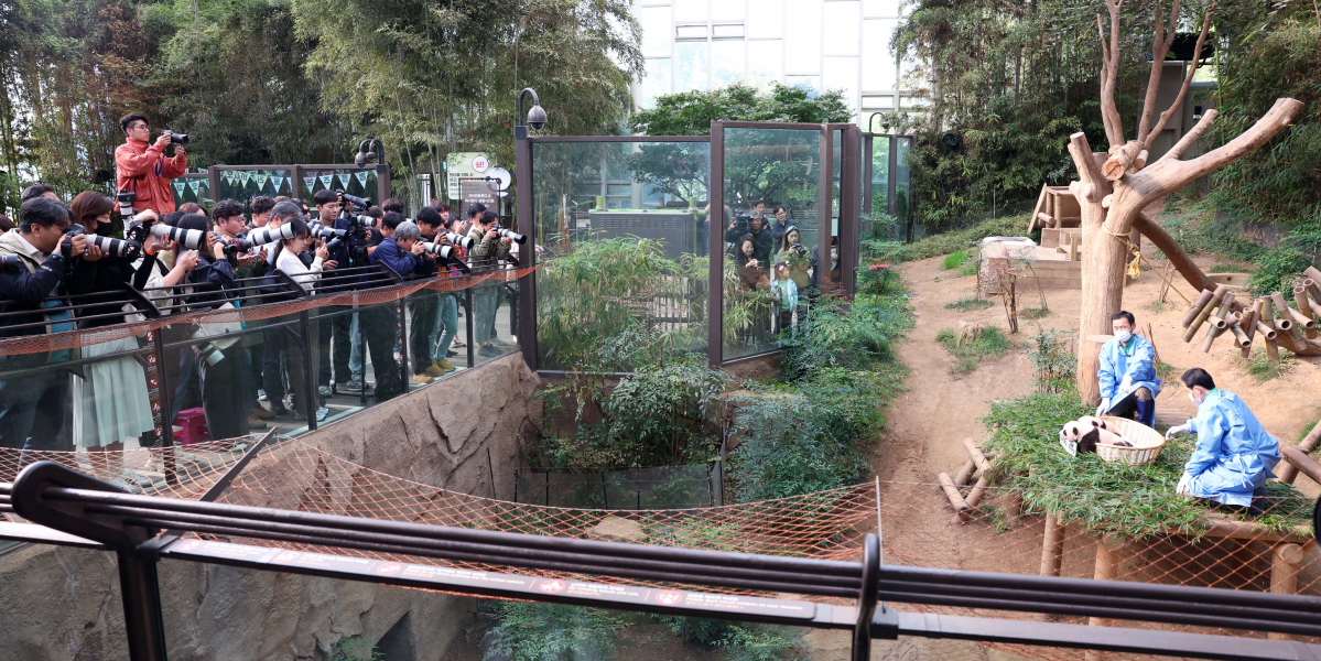 ▲12일 경기 용인시 에버랜드 판다월드에서 국내 첫 쌍둥이 아기 판다 ‘루이바오’와 ‘후이바오’가 공개되고 있다. 판다월드에선 2020년 출생한 푸바오에 이어, 올해 7월 7일 아빠 러바오와 엄마 아이바오 사이에서 자이언트 판다 루이바오와 후이바오가 자연 번식으로 태어났다. 에버랜드는 쌍둥이들이 엄마를 따라 안정적으로 활동할 수 있을 정도로 성장하는 내년 초, 외부 환경 적응 과정 등을 거쳐 일반 공개를 검토하고 있다. 신태현 기자 holjjak@