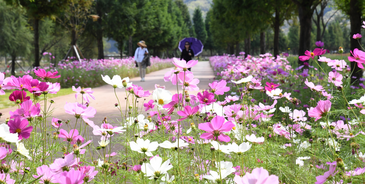 ▲완연한 가을 날씨를 보인 10일 경남 거창군 남상면 거창 창포원에 코스모스꽃이 만개해 방문객들의 눈길을 끌고 있다. (출처=연합뉴스)