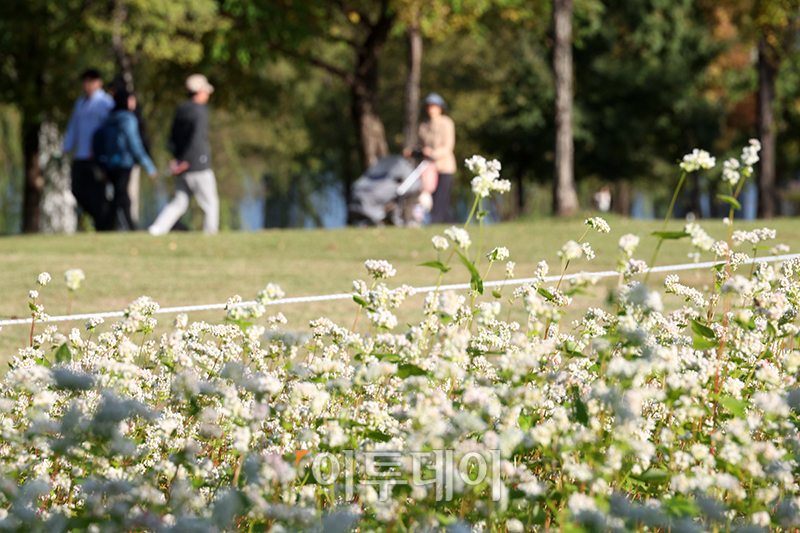 ▲쌀쌀한 가을 날씨가 이어진 16일 서울 영등포구 양화 한강공원에 메밀꽃이 활짝 피어있다. 고이란 기자 photoeran@