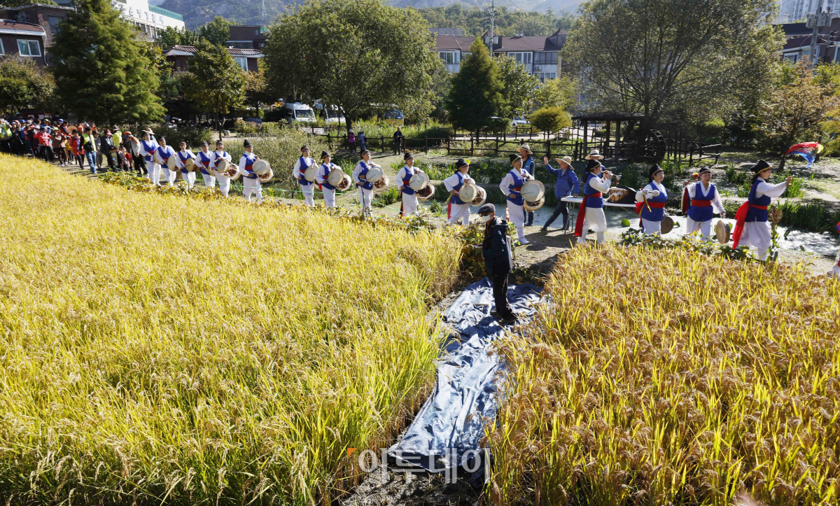 ▲17일 오전 서울 은평구 향림도시농업체험원에서 열린 '제8회 향림 벼베는날 논두렁 축제'에서 관계자들이 관람객 맞이 사물놀이 공연을 하고 있다. 조현호 기자 hyunho@