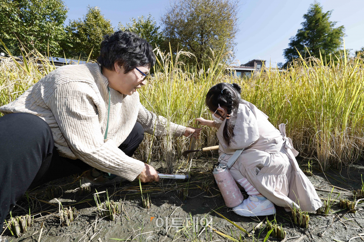 ▲17일 오전 서울 은평구 향림도시농업체험원에서 열린 '제8회 향림 벼베는날 논두렁 축제'에서 어린이들이 벼베기 체험을 하고 있다. 조현호 기자 hyunho@
