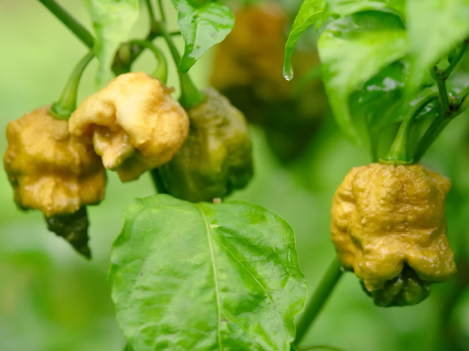 ▲에드 커리가 개발한 ‘페퍼X’가 재배되고 있는 모습이다. (사진출처=기네스월드레코드 공식 유튜브 캡처)