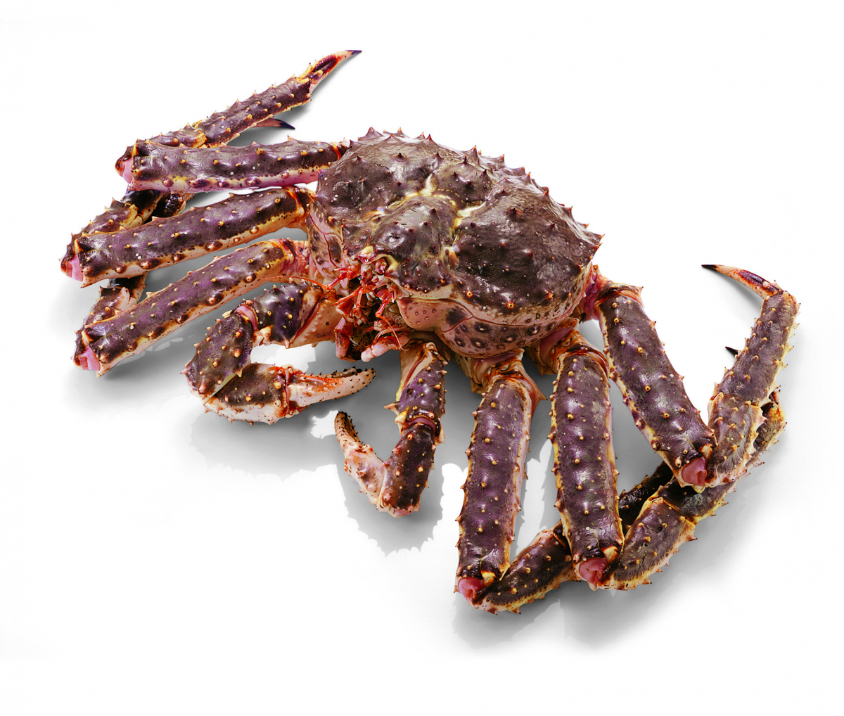 ▲킹크랩 이미지. (사진제공=이마트)