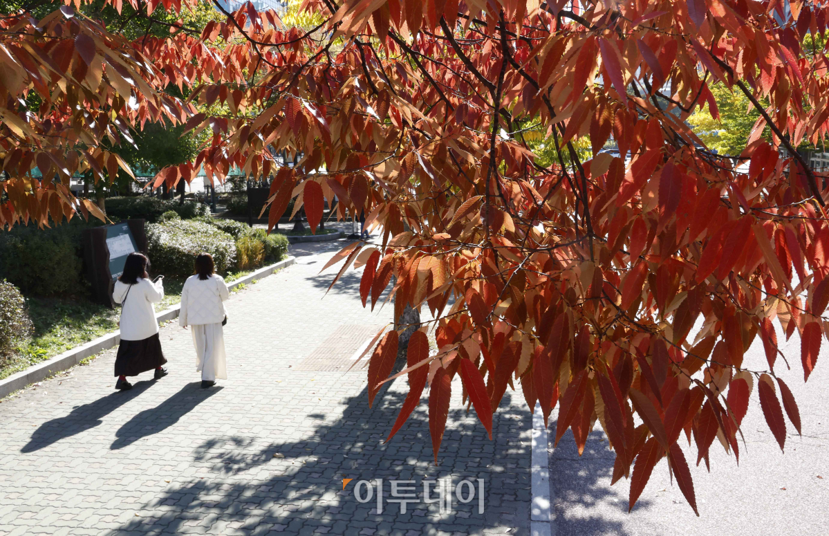 ▲전국이 맑은 날씨를 보인 22일 서울 영등포구 여의도공원이 단풍으로 물들어 가고 있다. 조현호 기자 hyunho@