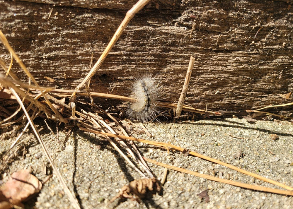 ▲미국흰불나방 유충 (출처=트위터 @fm_nei**** 캡처)