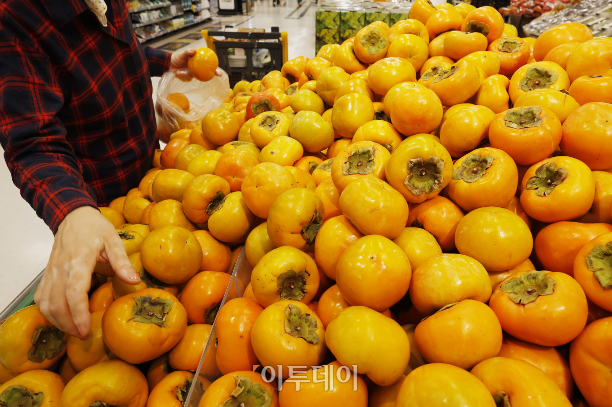 ▲제철 과일 단감 가격이 상승했다. 31일 한국농수산식품유통공사(aT) 농산물유통정보에 따르면 전날 단감 소매가격은 10개에 1만4736원으로 1년 전 1만1147원보다 32.2% 비싸졌다. 2018년부터 2022년까지 가격 중 최대·최소치를 제외한 평균값인 평년 가격(10885원)과 비교하면 34.5% 비싸다. 단감 가격은 여름철 폭염과 호우 등 날씨 영향으로 생육이 부진해 공급이 줄며 상승했다. 이날 서울 시내의 한 대형마트에서 한 시민이 단감을 구매하고 있다. 조현호 기자 hyunho@
