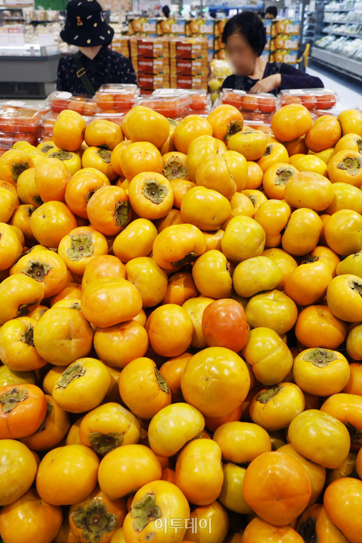 ▲제철 과일 단감 가격이 상승했다. 31일 한국농수산식품유통공사(aT) 농산물유통정보에 따르면 전날 단감 소매가격은 10개에 1만4736원으로 1년 전 1만1147원보다 32.2% 비싸졌다. 2018년부터 2022년까지 가격 중 최대·최소치를 제외한 평균값인 평년 가격(10885원)과 비교하면 34.5% 비싸다. 단감 가격은 여름철 폭염과 호우 등 날씨 영향으로 생육이 부진해 공급이 줄며 상승했다. 이날 서울 시내의 한 대형마트에 단감이 진열되어 있다. 조현호 기자 hyunho@