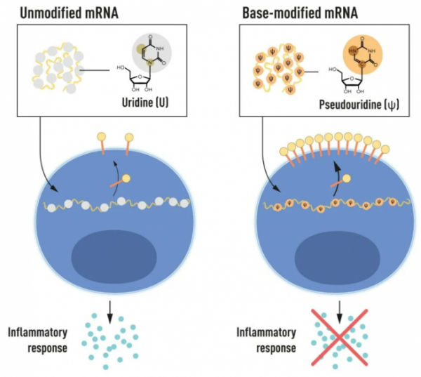 ▲노벨 생리의학상 수상자들은 염기가 변형된 mRNA가 염증 반응의 활성화(신호 분자의 분비)를 차단하고 mRNA가 세포로 전달될 때 단백질 생산을 증가시키는 데 사용될 수 있다는 것을 발견했습니다. (출처=노벨위원회 홈페이지)