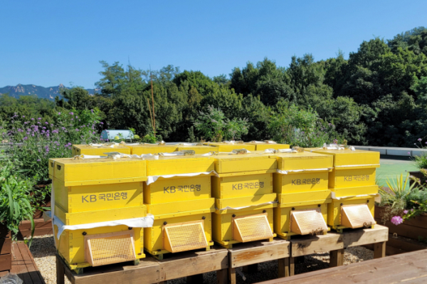 ▲KB국민은행은 꿀벌 생태계 회복을 위한 'K-Bee 프로젝트'의 일환으로 서대문구청 옥상에 'K-Bee 도시양봉장' 3호를 조성했다. (사진제공=KB국민은행)