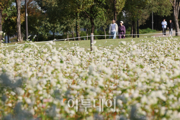 ▲쌀쌀한 가을 날씨가 이어진 16일 서울 영등포구 양화 한강공원에 메밀꽃이 활짝 피어있다. ( 고이란 기자 photoeran@)