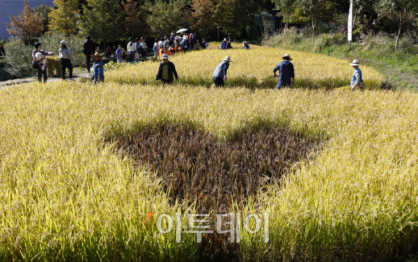 ▲17일 오전 서울 은평구 향림도시농업체험원에서 열린 '제8회 향림 벼베는날 논두렁 축제'에서 시민들이 벼베기 체험을 하고 있다. 조현호 기자 hyunho@