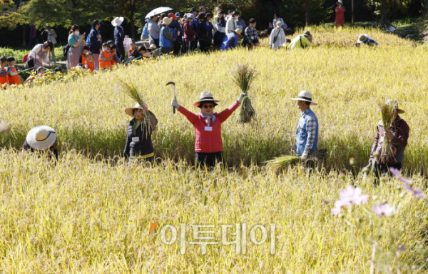 ▲17일 오전 서울 은평구 향림도시농업체험원에서 열린 '제8회 향림 벼베는날 논두렁 축제'에서 시민들이 벼베기 체험을 하고 있다. 조현호 기자 hyunho@