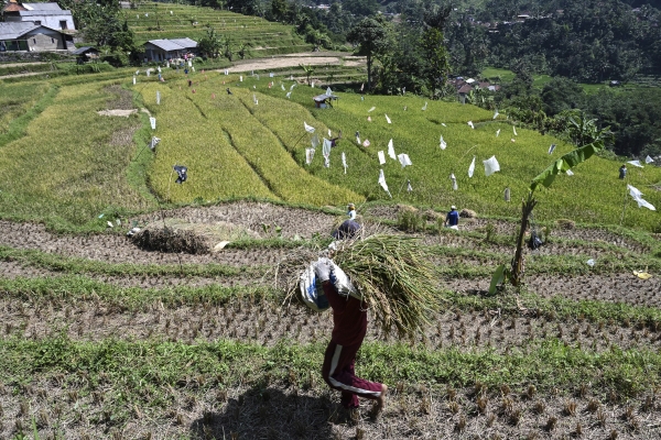 ▲인도네시아 보고르에서 7월 20일 농부가 벼 수확물을 옮기고 있다. 보고르(인도네시아)/신화뉴시스
