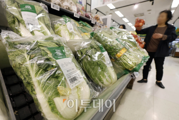 ▲본격적인 김장철을 앞두고 배추 가격이 한 달 전보다 20% 넘게 오른 것으로 나타났다. 18일 한국농수산식품유통공사(aT) 농산물유통정보에 따르면 전날 배추 소매가격은 한 포기에 평균 6587원으로 한 달 전의 5476원보다 20.3% 올랐다. 이날 서울 시내의 한 대형마트에 배추가 진열되어 있다. 조현호 기자 hyunho@