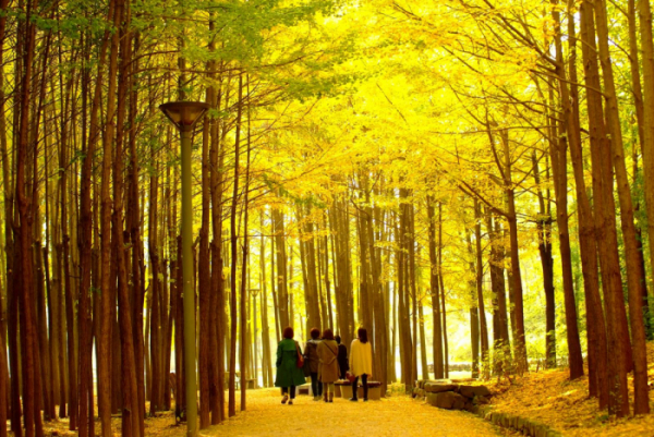 ▲ 서울숲 숲속길의 가을 단풍 풍경. (사진 제공 = 서울시)