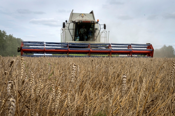 ▲2022년 8월 9일(현지시간) 우크라이나 즈후리브카 마을에서 밀을 수확하고 있다. (AP/뉴시스)

