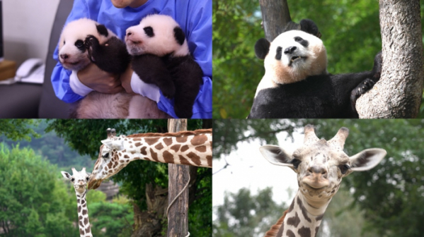 ▲'TV동물농장'(사진제공=SBS)