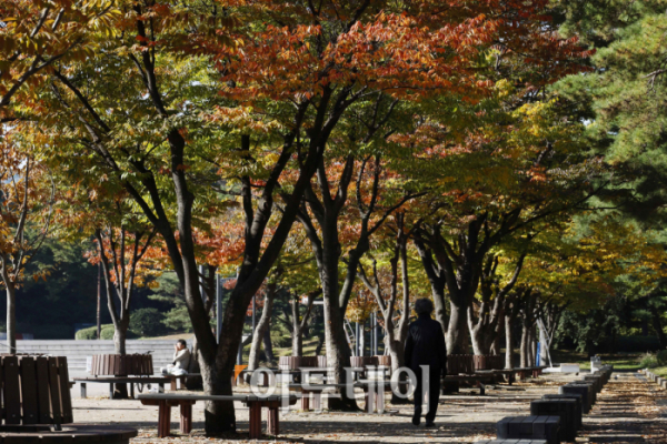 ▲전국이 맑은 날씨를 보인 22일 서울 영등포구 여의도공원이 단풍으로 물들어 가고 있다. 조현호 기자 hyunho@