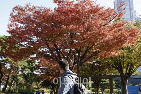▲전국이 맑은 날씨를 보인 22일 서울 영등포구 여의도공원이 단풍으로 물들어 가고 있다. 조현호 기자 hyunho@