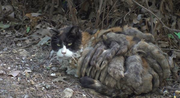 ▲'TV 동물농장'(사진제공=SBS)