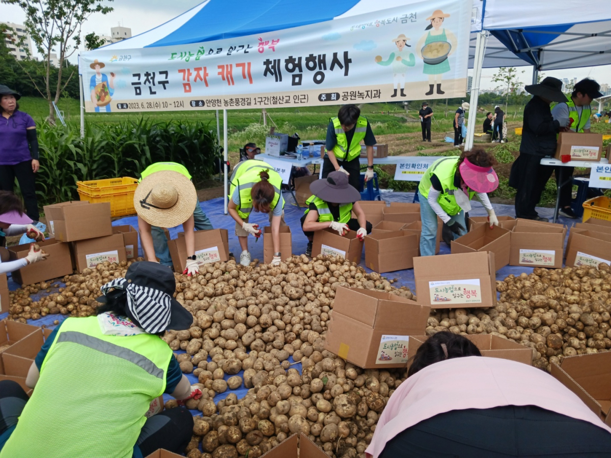 ▲금천구의 '감자 캐기 체험행사'.  (자료제공=금천구)