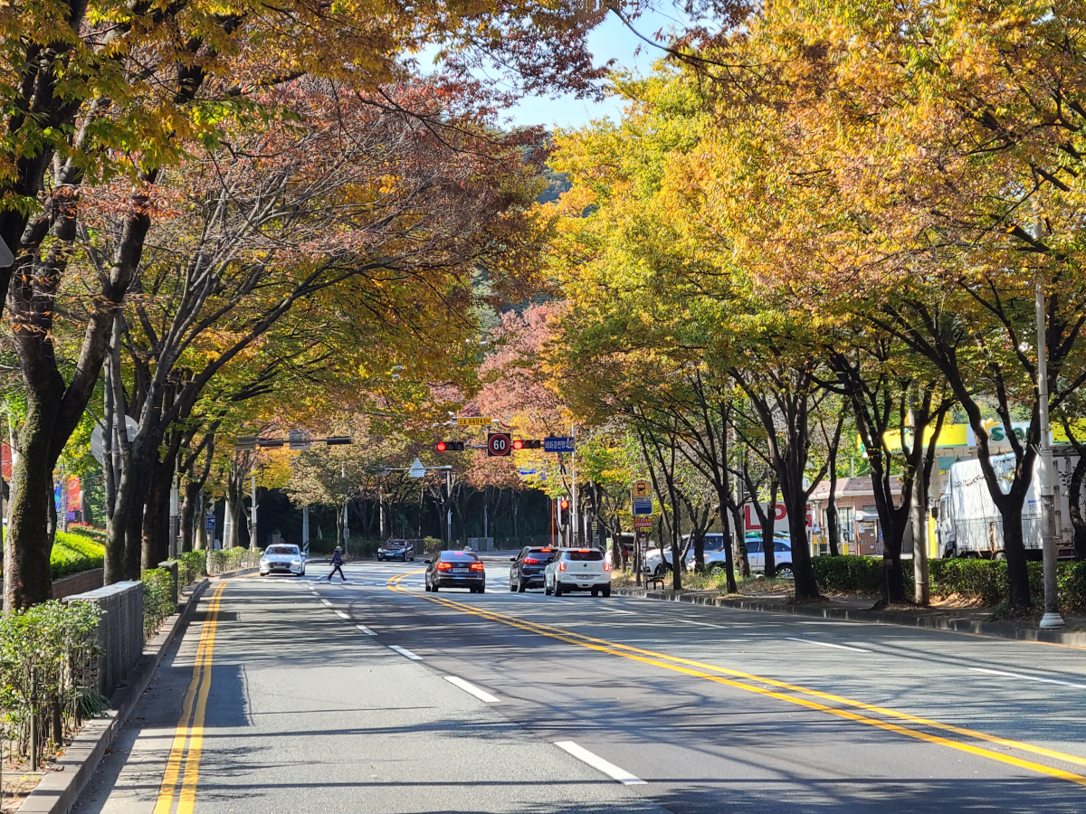 ▲울산 남산로 느티나무길 (사진제공=산림청)