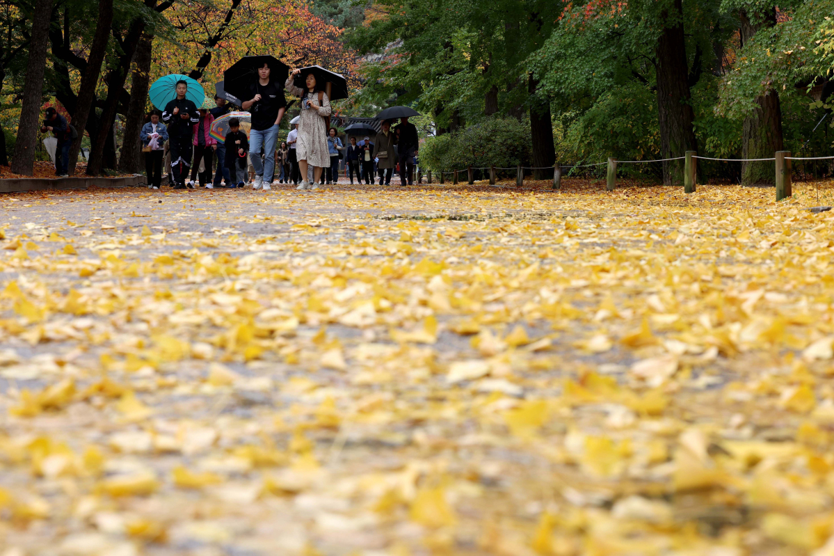 ▲가을비가 내린 5일 서울 중구 덕수궁에서 우산을 쓴 시민들이 형형색색 단풍아래로 발걸음을 옮기고 있다. 신태현 기자 holjjak@