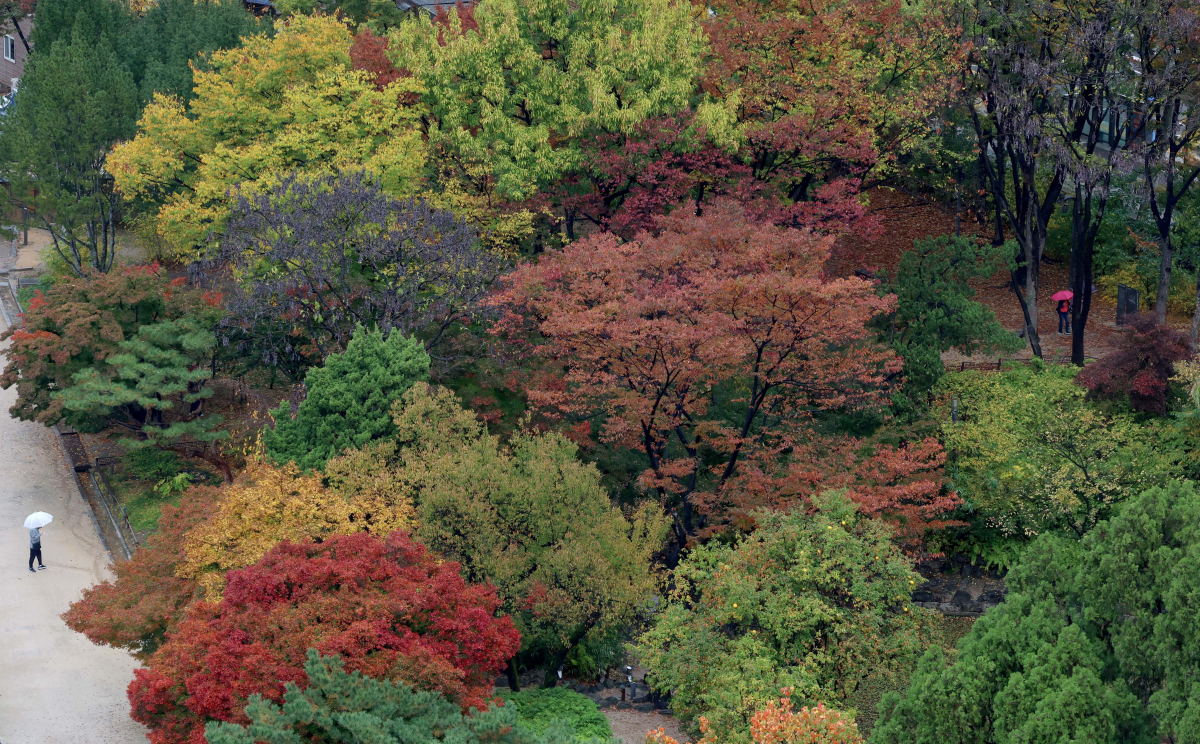 ▲가을비가 내린 5일 서울 중구 덕수궁에서 우산을 쓴 시민들이 형형색색 단풍아래로 발걸음을 옮기고 있다. 신태현 기자 holjjak@