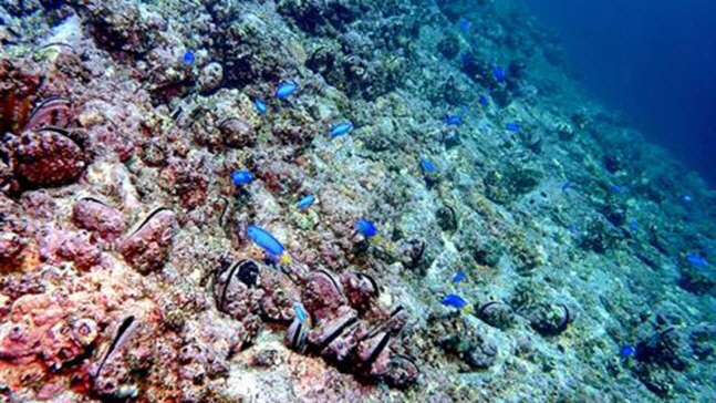 ▲출처=국립생물자원관
