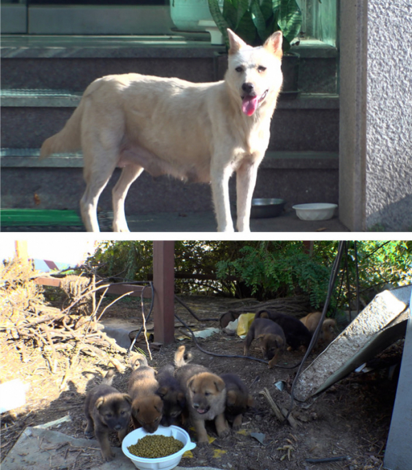 ▲'TV동물농장'(사진제공=SBS)