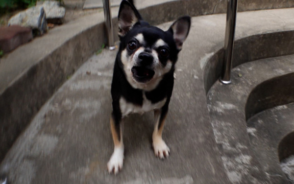 ▲'TV동물농장'(사진제공=SBS)