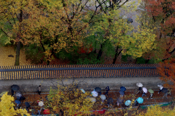 ▲가을비가 내린 5일 서울 중구 덕수궁 돌담길에서 우산을 쓴 시민들이 형형색색 단풍아래로 발걸음을 옮기고 있다. 신태현 기자 holjjak@