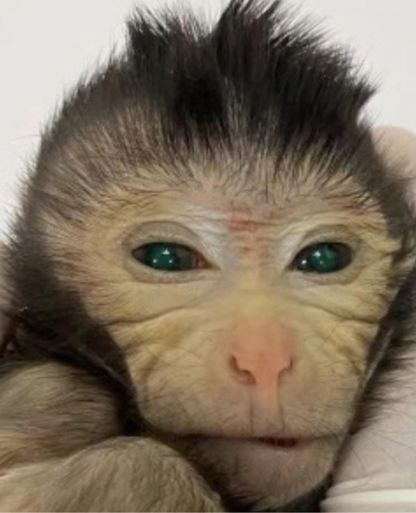 ▲원숭이 2마리의 세포를 가지고 태어난 키메라 원숭이. 출처=cell,연합뉴스
