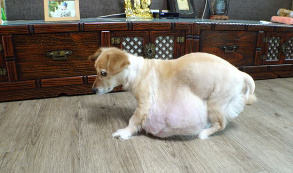 ▲'TV동물농장'(사진제공=SBS)